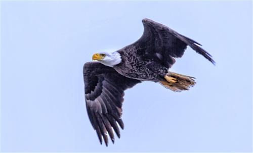 Eagle flight 