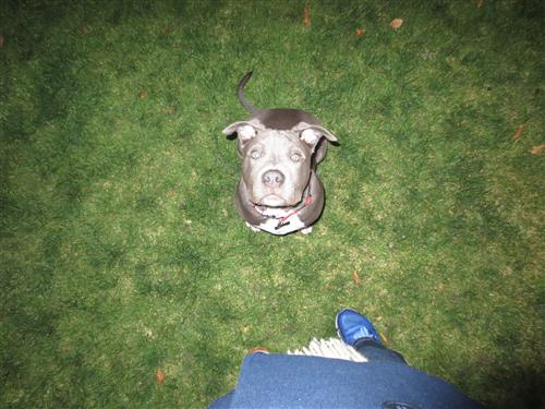 Romo 