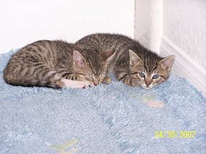 cats in bathroom