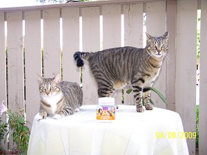 Cats on table