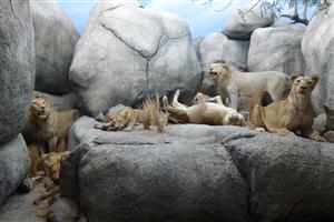 Lions 