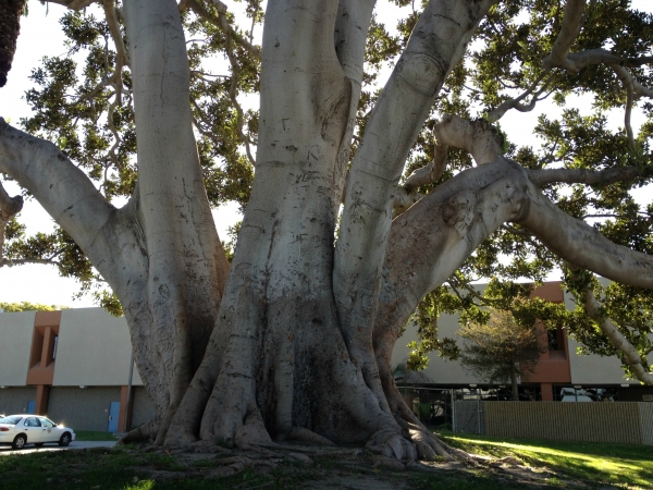 Fig 