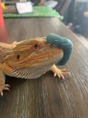 Drago