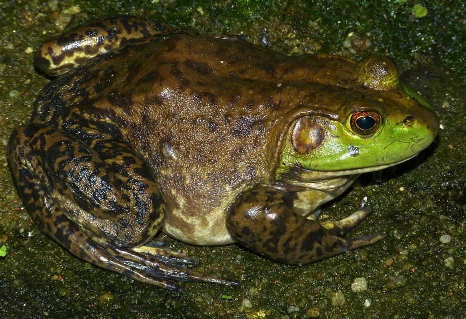 American Bullfrog 