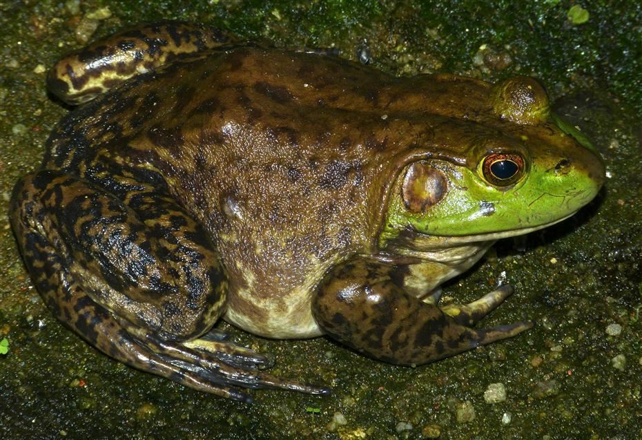 american bullfrog 