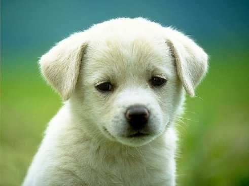 Cute Puppy Cute Puppy