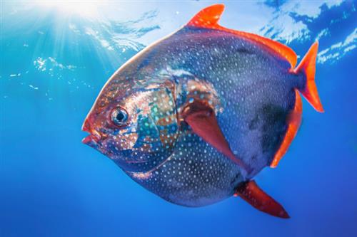 opah 