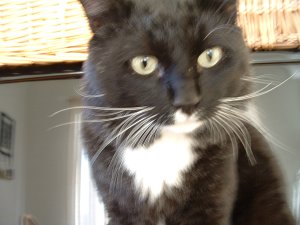 Shadow Cat/Gato