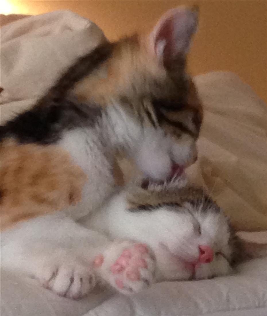 Lucy on Tina/kittens Lucy on Tina/kittens