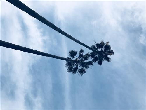 picture of trees 