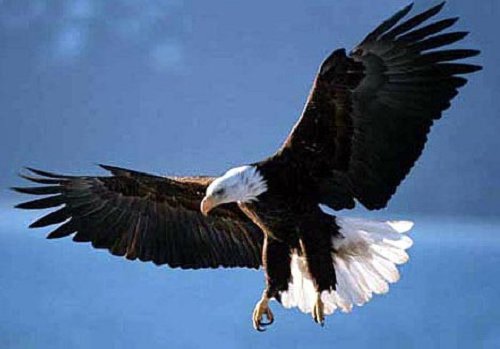 eagle