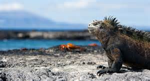 galapagos 