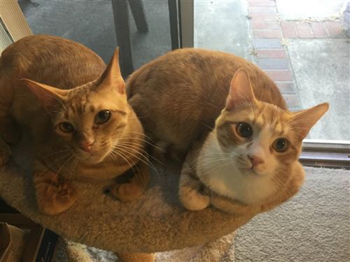 Saudi Arabia Cats; Yoda and Jeffrey 