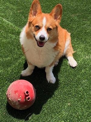Crystal, my Corgi 