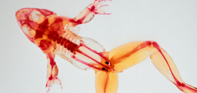 Vascular System of a Leopard Frog