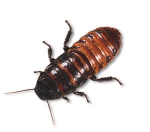 cockroach