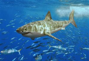 Great White