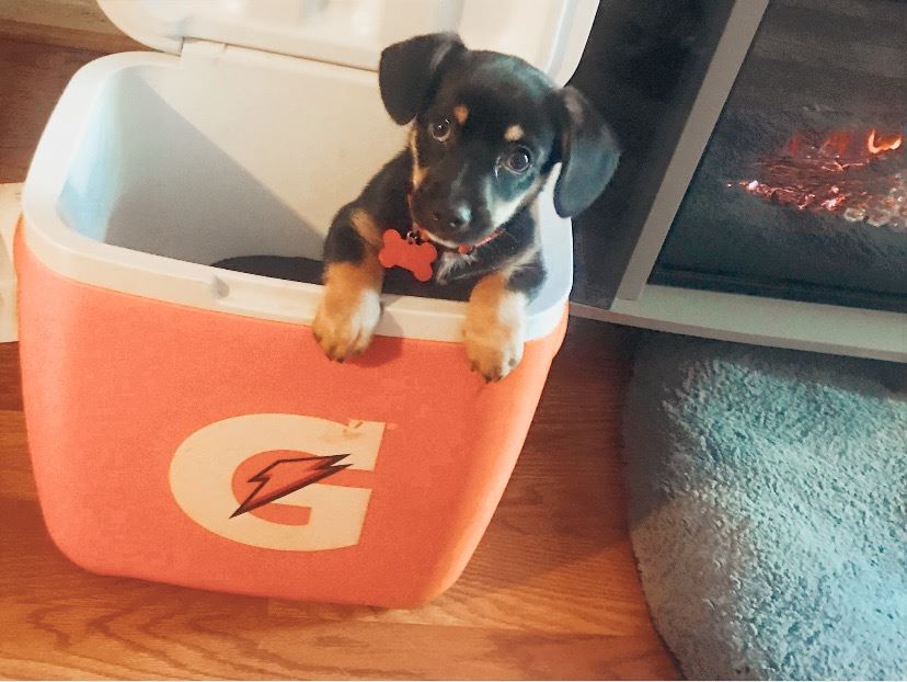 My puppy 