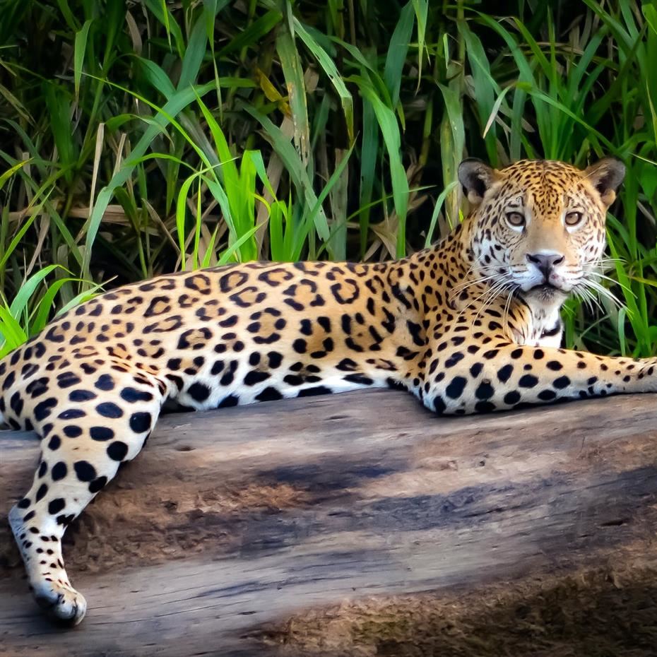 jaguar